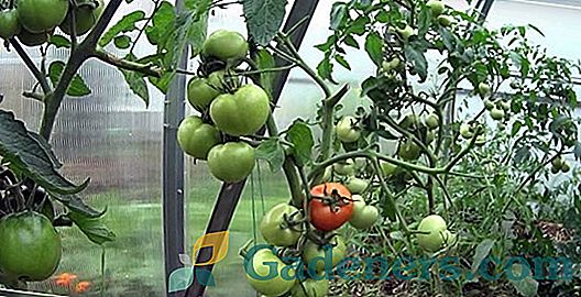 Urýchlenie dozrievania paradajok v skleníku