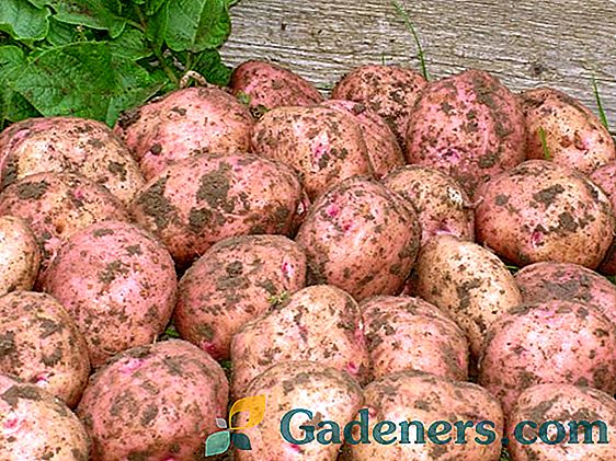 Charakteristika zemiakov
