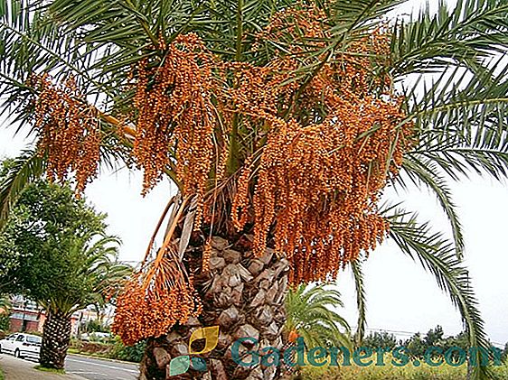 Фінікова пальма: вирощування з кісточки і особливості догляду в домашніх умовах