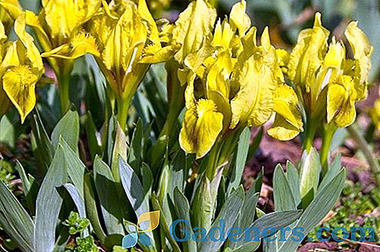 Pundurcis irises: vienkārši augi un vienkārši apbrīnojiet