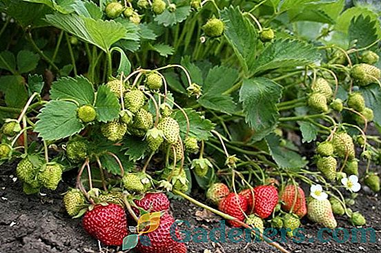 Vlastnosti strawberry gourmet