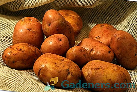 Geros bulvių veislės Černozemo regionui