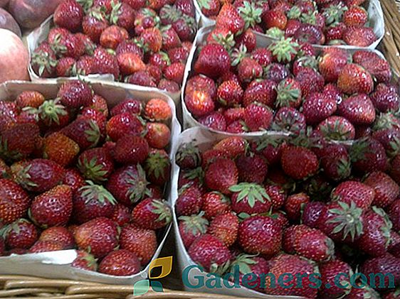 Jak získat jahody v Timiryazevsky školky