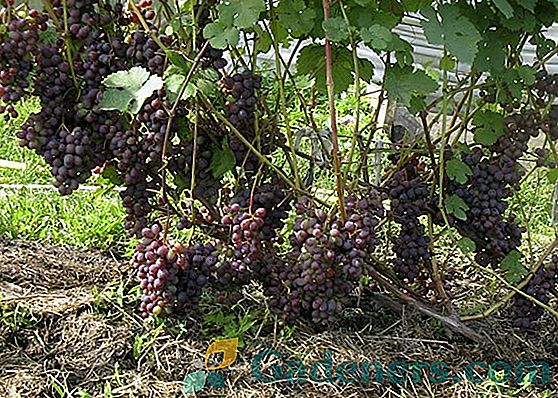 Як вирощувати виноград 