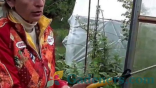 Jak chronić truskawki przed nawracającymi mrozami