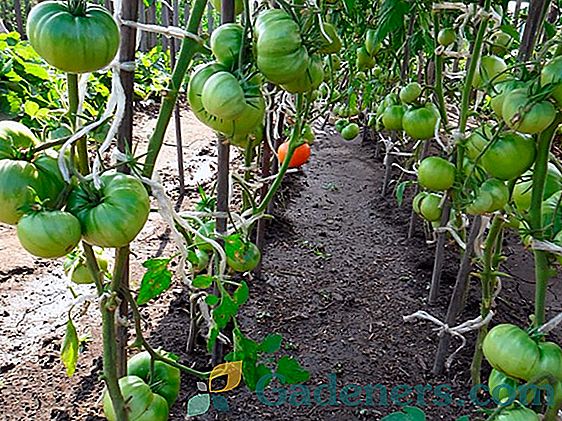 Sodinti pomidorus šalia pipirų: visi privalumai ir trūkumai