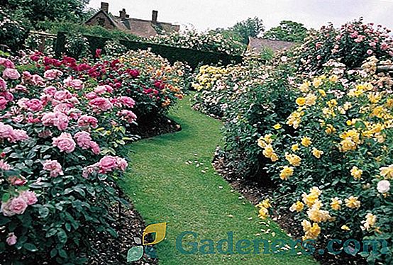 Ruže v sibírskej záhrade: výsadba a starostlivosť