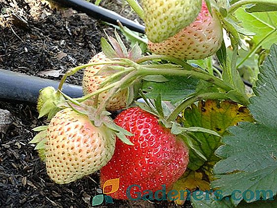 Elsanta Strawberry: описание на сорта и препоръки за отглеждане