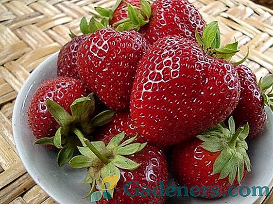 Какво отличава ягоди от градински ягоди