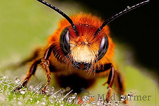 Structure de l'abeille