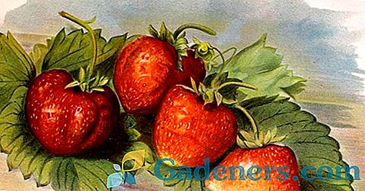 Алпийски ягоди: най-добрите сортове и тънкостите на отглеждането от семена