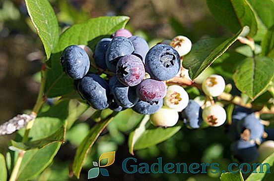 Blueberry Chauntecleer ir kitos vaisių veislės