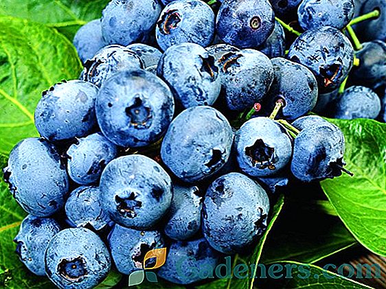 Blueberry Elizabeth: popis a recenze stupně