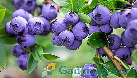 Blueberry Mider: opis in primerjalne lastnosti z drugimi sortami