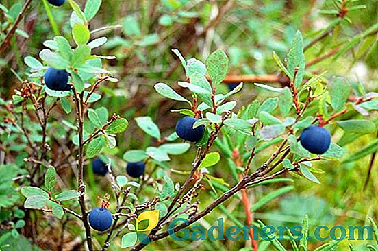 Blueberry Nelson: Описание и обратна връзка за сорта