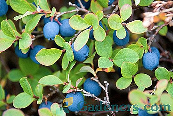 Blueberry Patriot: Charakteristika, výsadba a starostlivosť