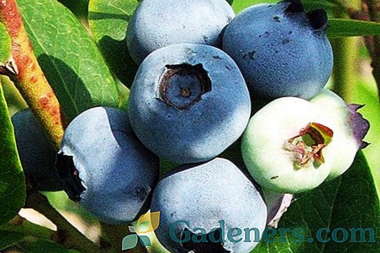 Stupeň Blueberry Thoreau: výsadba a starostlivosť