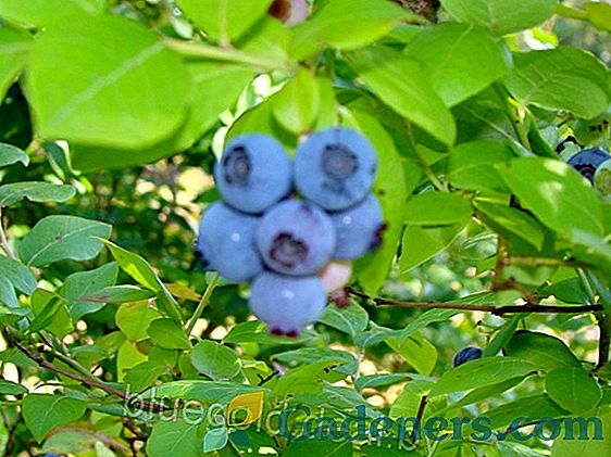 Blueberry odrůda Northland: popis, výsadba a péče