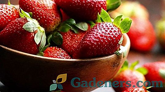 Отглеждане на домашни ягоди: ядем обилни плодове през цялата година