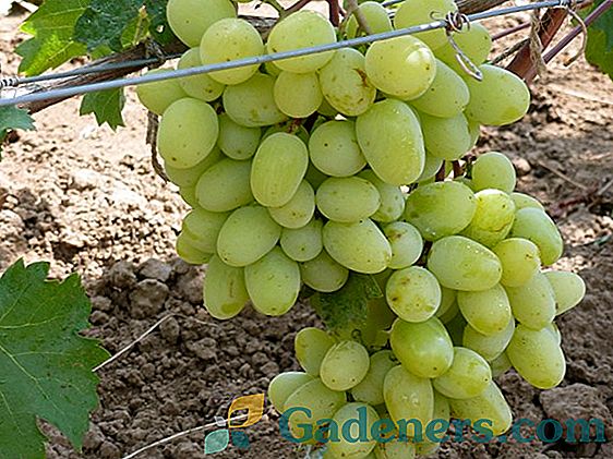 Вирощування нової гібридної форми винограду 