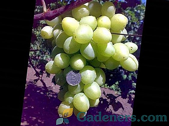Opis i pravila uzgoja sorti grožđa A. V. Burdak