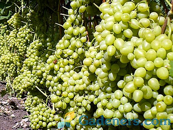 Опис процесу вирощування винограду сорту 