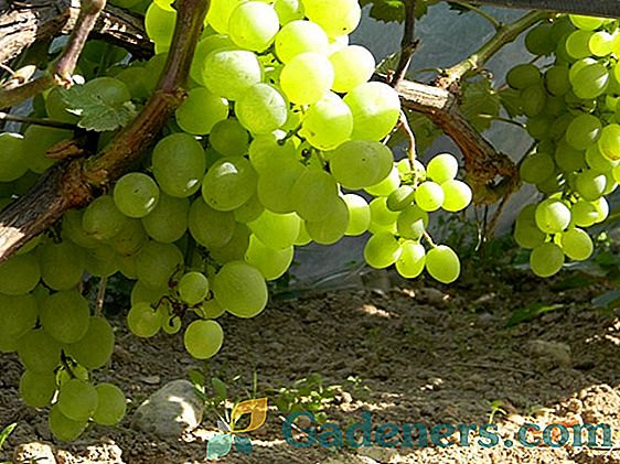 Muscat vynuogių auginimo ypatumai: atranka, aprašymas ir veislės