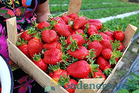 Особености на отглеждането на ягоди Vityaz
