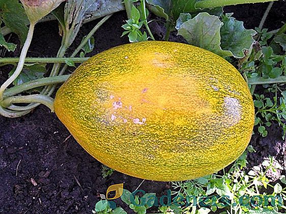 Vlastnosti rostoucích melounů a melounů na Sibiři