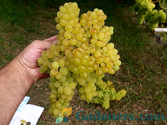 Характеристики на хибридната форма на грозде 