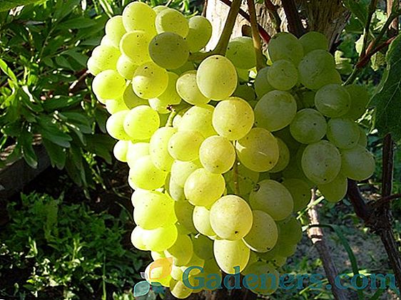 Značilnosti sorte grozdja 