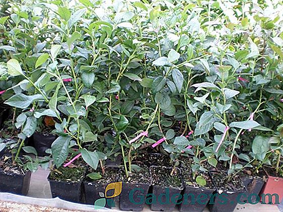 Jagody ogrodowe: odmiana, sadzenie i pielęgnacja