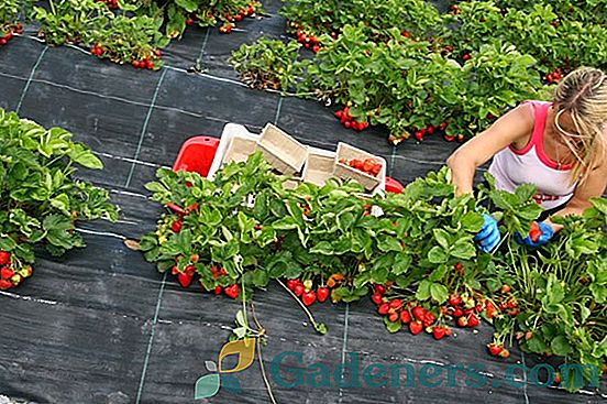 Ogrodnictwo: uprawa truskawek w otwartym terenie