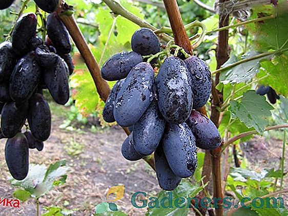 Winogrona: zabawna hybryda z wczesną dojrzałością