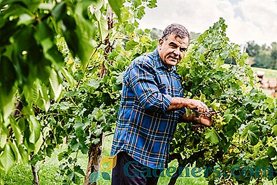 Виноград: заготівля живців, зберігання, посадка і догляд восени і навесні