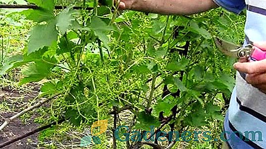 Grožđe u stakleniku: izbor sorte i pravila uzgoja