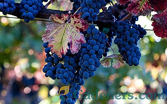 Pravila za obrezivanje jesenskih vinogradara za početnike vrtlara s video