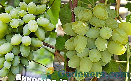 Характеристики на сорта грозде 