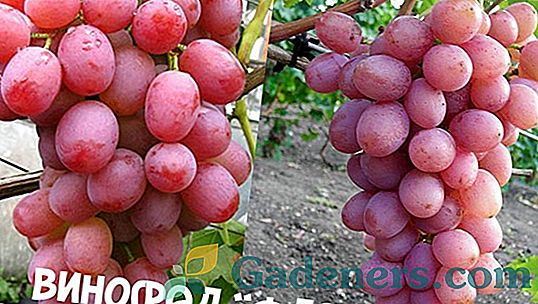 Vīnogu vīnogu šķirnes: īpašības un mērķis