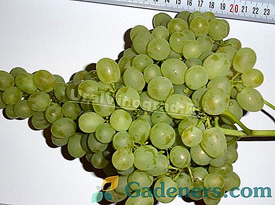 Winogrona fioletowe wczesne: uniwersalna odmiana europejska-Amur