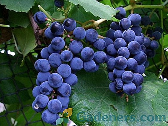 Latvijos selekcijos vynuogių 