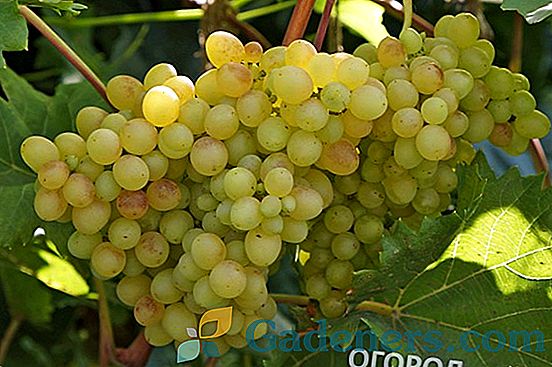 Jak wybrać odmianę winogron: główne różnice i cechy