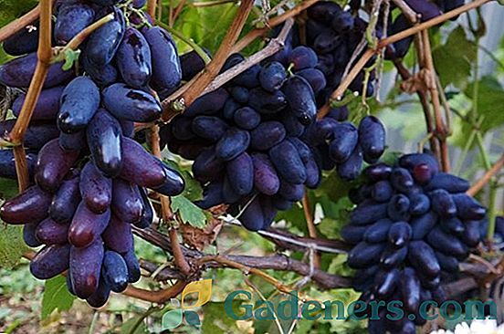 Hibridna oblika grozdja 
