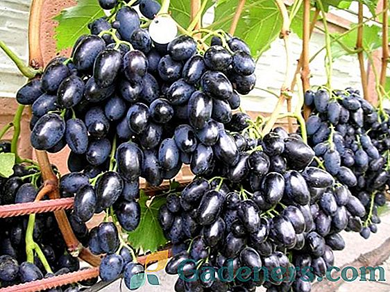 Japońskie odmiany winorośli: nowe i obiecujące hybrydy
