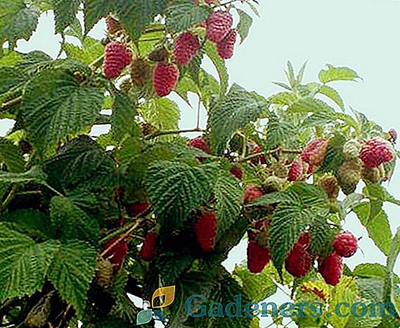 Красотата на Raspberry Russia: голямо разнообразие от плодове за средната зона на Русия
