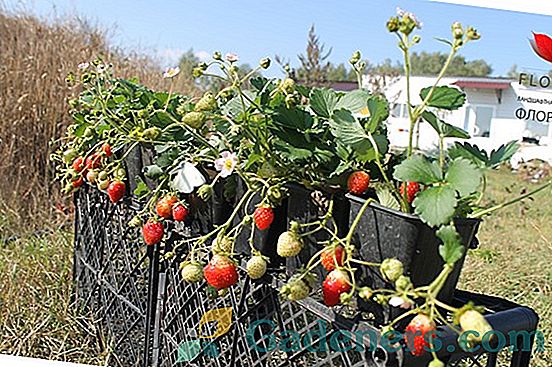 Mara de Bois - хибрид от ягоди и ягоди