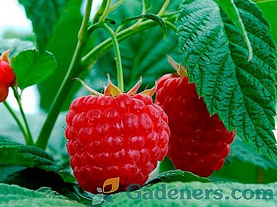 Raspberry Gusar: opis odmiany, uprawa i pielęgnacja, recenzje ogrodników