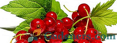 Червено френско грозде: полезни свойства и противопоказания