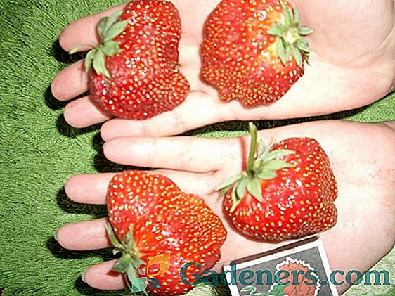 Ремонтирани големи ягодоплодни ягоди 