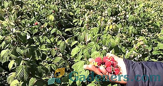 Popravljena malina za Sibirja: sajenje in skrb za dobre sorte velikih jagod